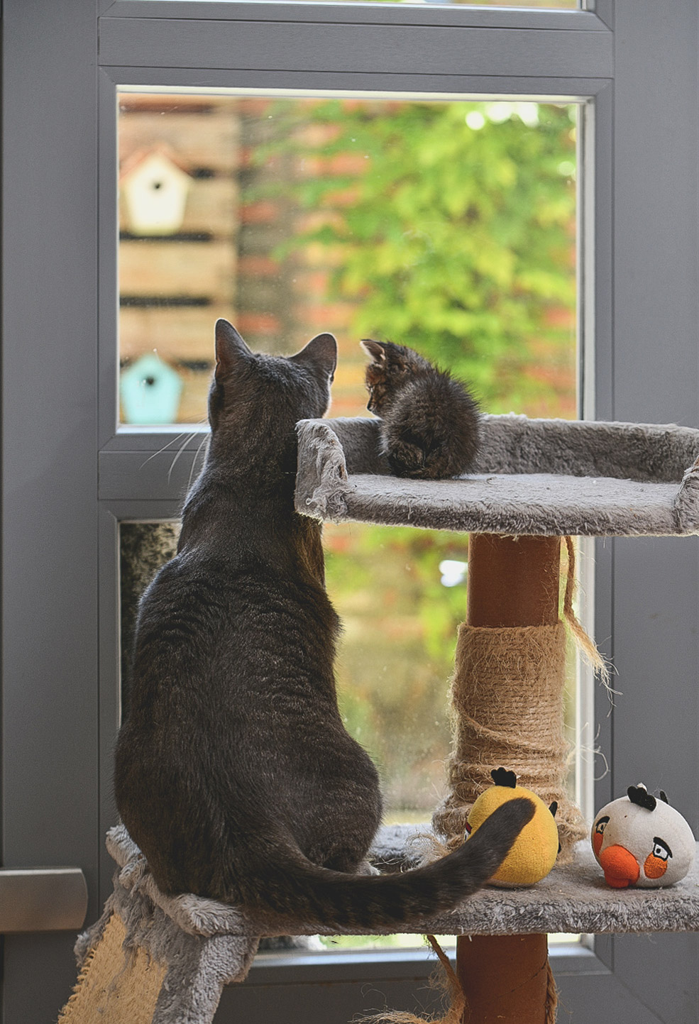 Una gato adulto y una cria miran a través de la ventana